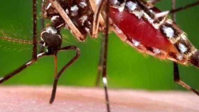 Allarme Dengue a Verona. Allertato un intero quartiere