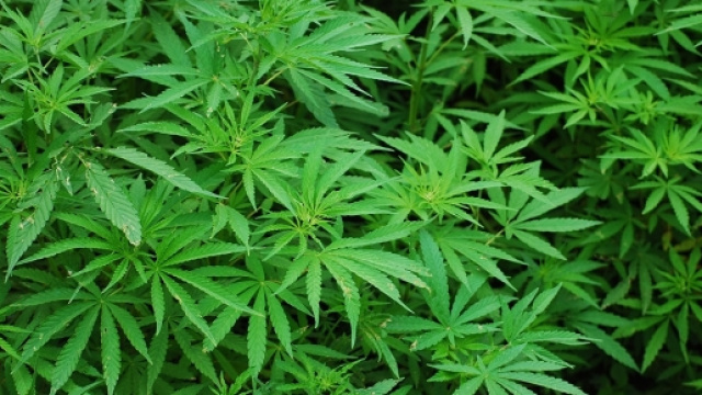 La legislazione sulla cannabis non pare possa fare passi avanti.