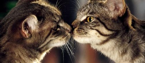 15 fatti da non credere sui nostri amici gatti - foto: clicforum