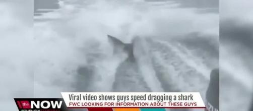 Video of shark being dragged behind speeding boat sparks outrage ..[Image source: Youtube Screen grab]