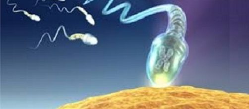 In quarant’anni il numero di spermatozoi nello sperma dei maschi occidentali si è dimezzato