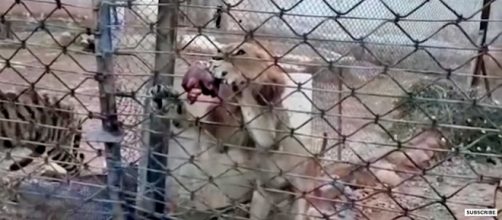 Neglected lion and tiger in the zoo in Aleppo, Syria [Image: YouTube/BBC News]