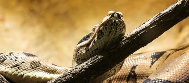 Photo boa constrictor via Pixabay by Gellinger/CC0 Photo boa constrictor via Pixabay by Gellinger/CC0