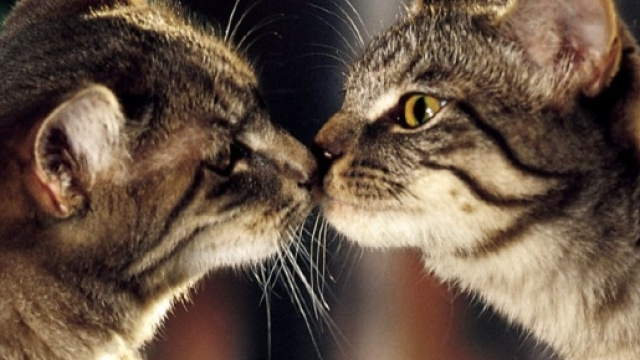 15 fatti da non credere sui nostri amici gatti - foto: clicforum