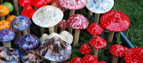 Religious leaders consume magic mushrooms for science. - Photo by Janine via Wikipedia Commons