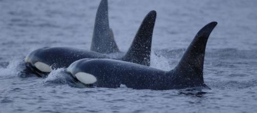 California Bans Captivity, Breeding Of Orcas | Popular Science - popsci.com