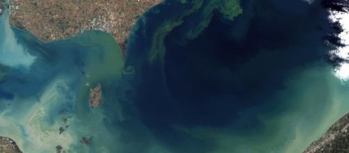 NASA image it toxic blooms on Lake Erie Photo: NASA