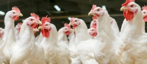 Poultry performance, welfare improved by managing watering systems ... - wattagnet.com
