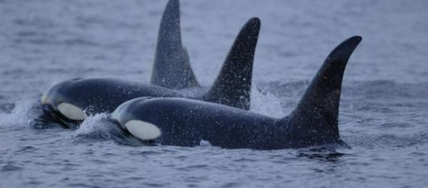 California Bans Captivity, Breeding Of Orcas | Popular Science - popsci.com California Bans Captivity, Breeding Of Orcas | Popular Science - popsci.com