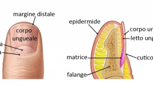 Le unghie | Salute e Benessere - altervista.org