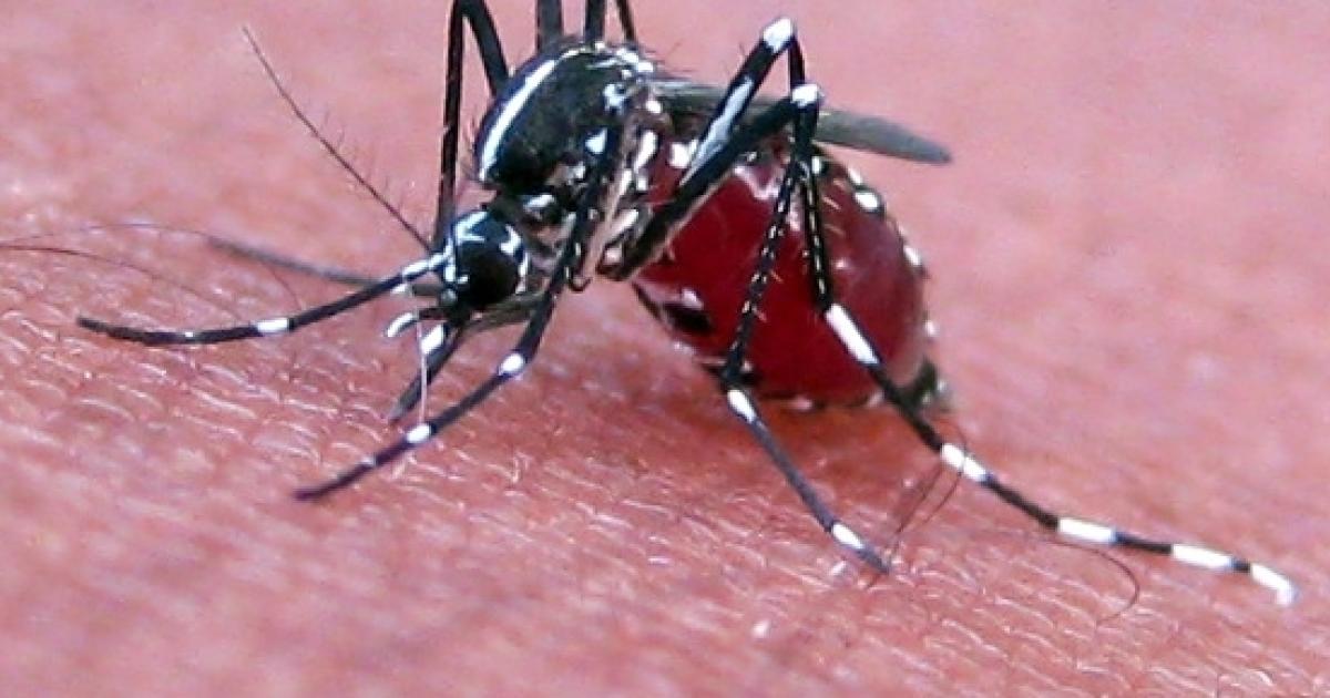 Mosquitoes may help fight crime