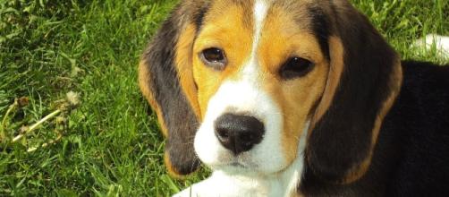 The dogs most often used in animal testing are beagles. [Image via Pixabay]