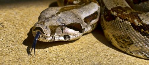Firefighters rescue woman who had a boa constrictor wrapped around her head / Photo via Steve Slator, Flickr