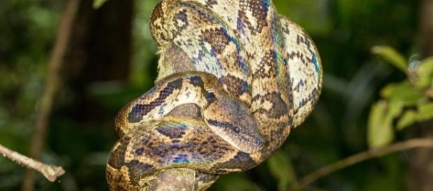 A pet boa constrictor nearly choked the owner to death/Photo via nomis-simon, Flickr A pet boa constrictor nearly choked the owner to death/Photo via nomis-simon, Flickr
