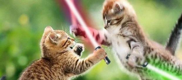 Atualmente ONGs em todo o planeta se mobilizam para impedir a crueldade contra animais Atualmente ONGs em todo o planeta se mobilizam para impedir a crueldade contra animais
