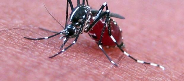 Blood in a mosquito's stomach can help identify the bite victim through DNA testing, Japanese researchers have found. (Photo: Wikipedia) Blood in a mosquito's stomach can help identify the bite victim through DNA testing, Japanese researchers have found. (Photo: Wikipedia)