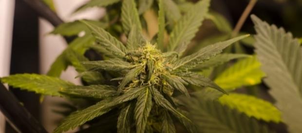 Legal Colorado Marijuana Grow by Brett Levin via Flickr Legal Colorado Marijuana Grow by Brett Levin via Flickr