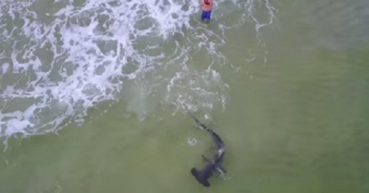 Huge Hammerhead Shark Snagged Off Florida Beach On Viral Video Captured