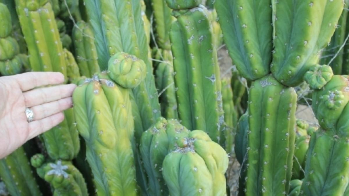 Las Plantas De Los Dioses Cactus San Pedro