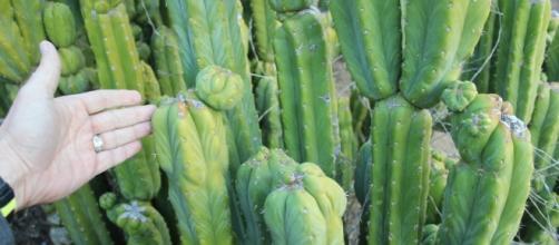 Trichocereus pachanoi - San Pedro Cactus - Gotcacti.com - gotcacti.com