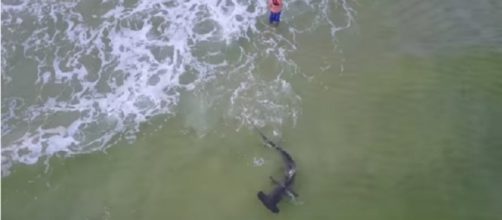 Monster hammerhead shark caught off beach in Florida. Photo: YouTube Screenshot Fox News