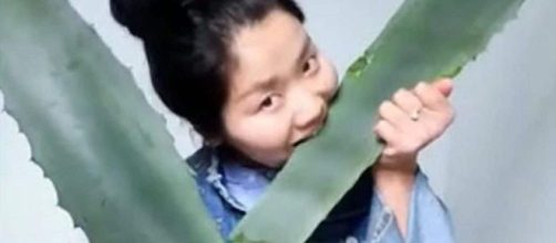 Zhang, giovane vlogger cinese si avvelena in diretta addentando l'agave americana al posto dell'aloe vera