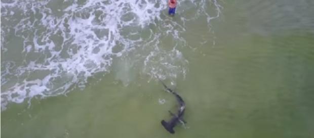 Monster hammerhead shark caught off beach in Florida. Photo: YouTube Screenshot Fox News Monster hammerhead shark caught off beach in Florida. Photo: YouTube Screenshot Fox News