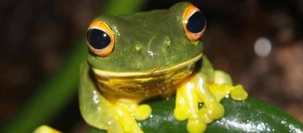 Orange-thighed Frog (Litoria xanthomera) by author Rainforest_harley via Wikimedia Commons Orange-thighed Frog (Litoria xanthomera) by author Rainforest_harley via Wikimedia Commons