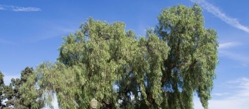 Tree along El Prado in Balboa Park (Image credit: wikimediacommons)