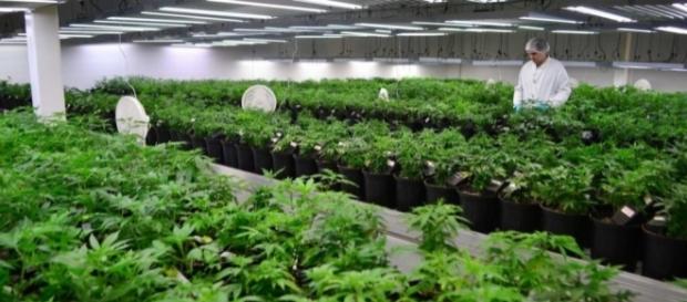 Dagli oppiacei alla marijuana - DolceVita - dolcevitaonline.it Dagli oppiacei alla marijuana - DolceVita - dolcevitaonline.it