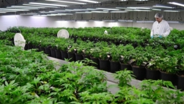 Dagli oppiacei alla marijuana - DolceVita - dolcevitaonline.it