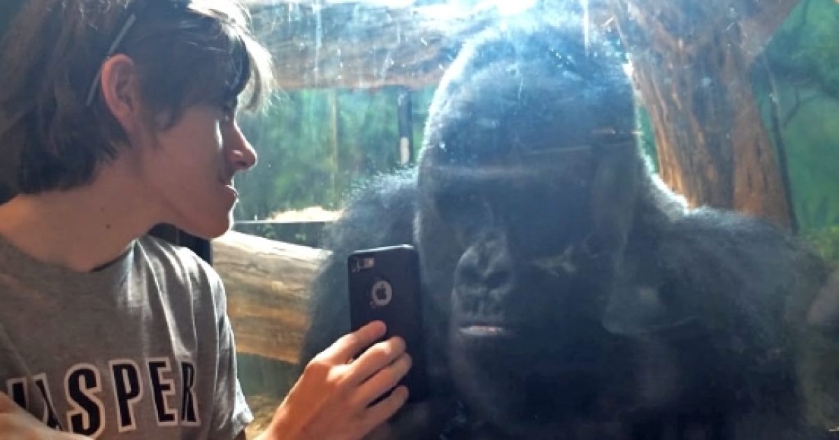 Watch Louisville Zoo silverback gorilla who loves smartphones and selfies(00)