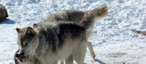 Captive Gray Wolves at the Wildlife Science Center in Minnesota (wikimediacommons)