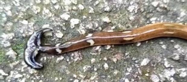 Criatura de duas cabeças foi confundida com cobra, na Malásia (Asiawire) Criatura de duas cabeças foi confundida com cobra, na Malásia (Asiawire)