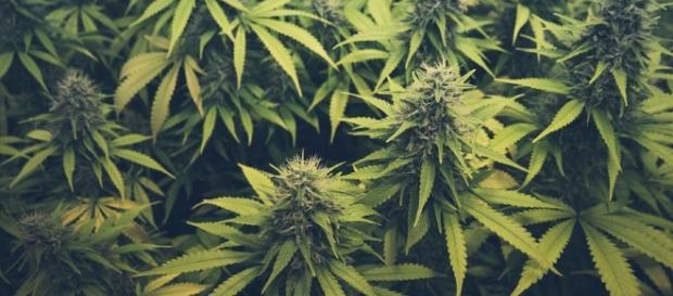 Países podem liberar a maconha - um deles é o Brasil Países podem liberar a maconha - um deles é o Brasil