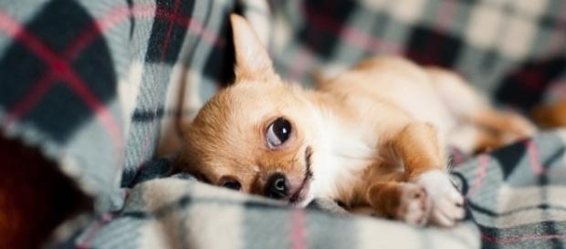 Photo chihuahua puppy via Pixabay by BarnImages / CC0 Photo chihuahua puppy via Pixabay by BarnImages / CC0