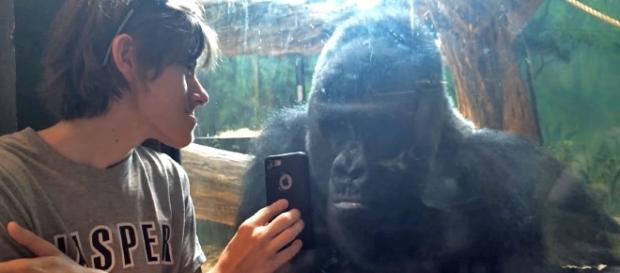 Photo Jelani the silverback gorilla screen capture from YouTube video/Paul Ross Photo Jelani the silverback gorilla screen capture from YouTube video/Paul Ross