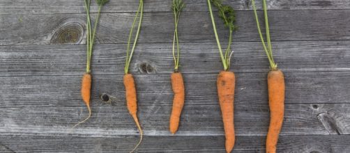 Add carrots to meat sauce - Image via Flickr