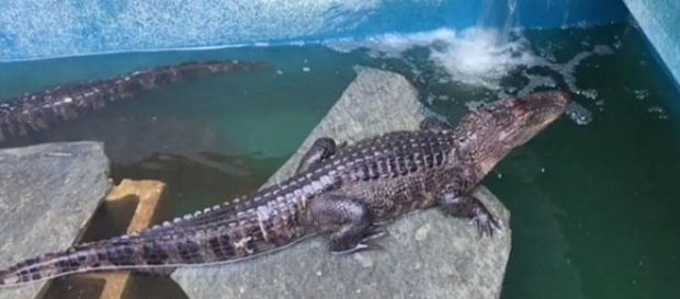 Photo alligators found on Thousand Oaks property screen capture from Twitter video/Gary Pentis Photo alligators found on Thousand Oaks property screen capture from Twitter video/Gary Pentis