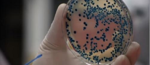 Gonorrhea becoming resistant to known antibiotics. [Photo via YouTube/ABCTV Catalyst]