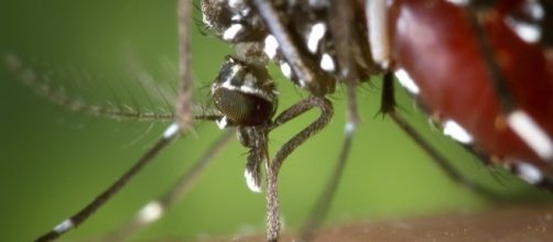 Curiosità: 'Perchè alcune persone vengono punte dalle zanzare e altre no?... - bimbonaturale.org