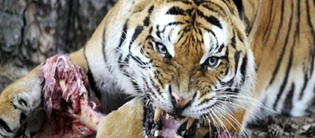 Parentes idosos estão sendo enviados para reservas de tigres para serem mortos pelos animais Parentes idosos estão sendo enviados para reservas de tigres para serem mortos pelos animais