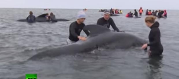 Volunteers try to rescue dozens of whales (Image credit RT | YouTube Volunteers try to rescue dozens of whales (Image credit RT | YouTube