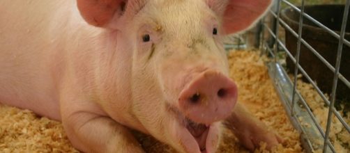 Free photo: Pig, Full Grown, Farm, Mouth Open - Free Image on ... - pixabay.com