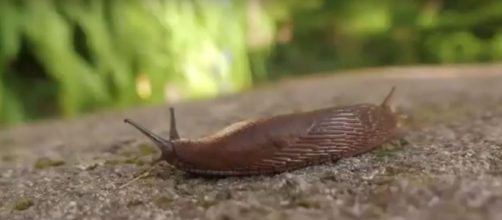 Slug Limo inspires the new surgical wound repair glue via Science and more youtube channel