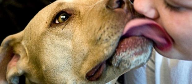 Farsi leccare sulla bocca dal cane può portare virus e infezioni. Farsi leccare sulla bocca dal cane può portare virus e infezioni.
