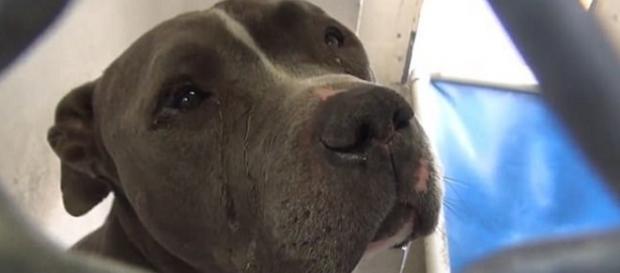 Vídeo do choro de um cão abandonado pela família comove a web. (Foto internet) Vídeo do choro de um cão abandonado pela família comove a web. (Foto internet)
