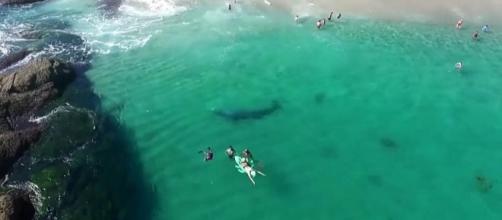 A juvenile gray whale almost got stuck in Dana Point Harbor [Image: YouTube/USA Today]