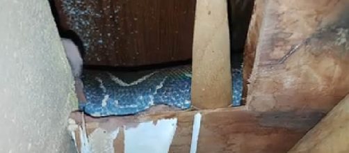 A Florida family had a boa constrictor living in their attic [Image: Facebook video/Bob van der Herchen]