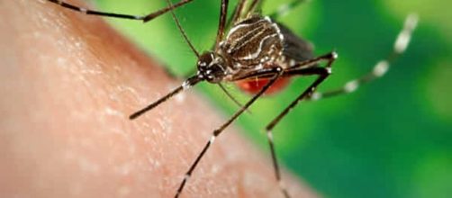 La puntura di una zanzara ha effetti disastrosi su una donna